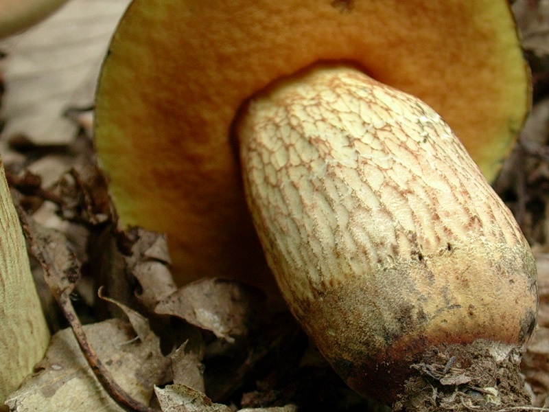 423 Agosto vecchio ritrovamento